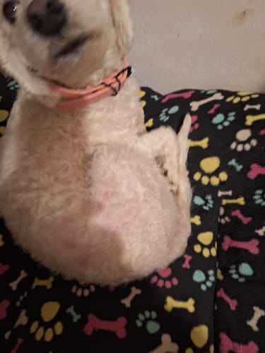 Customer photo review of CT6282 1 Pieza De Collar Para Mascota