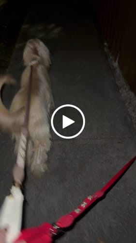 Customer video review of SWAROVSKI GOLD-CLEAR BONES