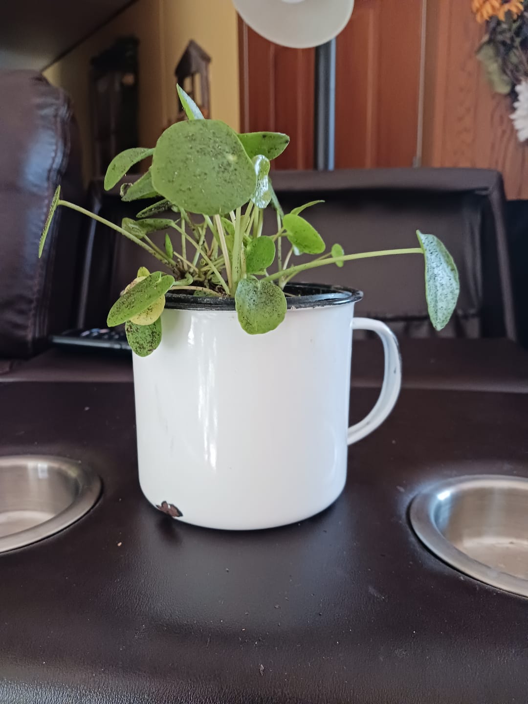 Customer photo review of Chinese Money Plant in a 4" Grow Pot - Pilea Peperomioides - Money Plant - Low Light Indoor Houseplants - Lucky Coin Plant - Air Purifier