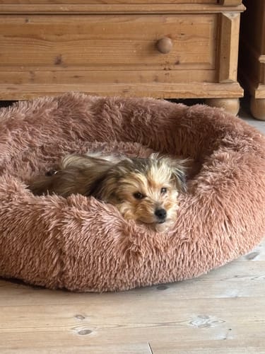Customer photo review of Belune® Hundebett mit waschbarem Bezug