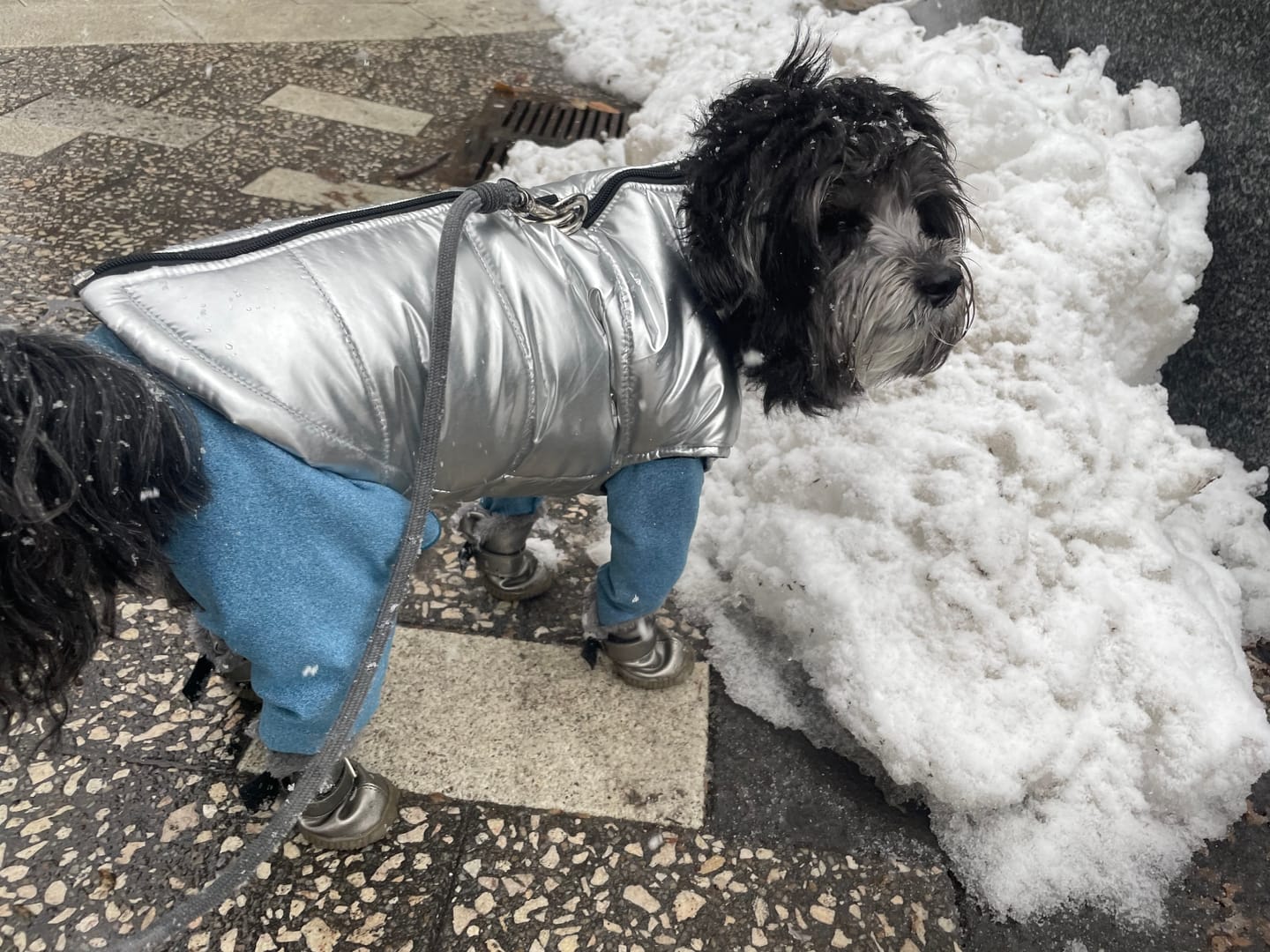 Customer photo review of Stylish Winter Dog Boots