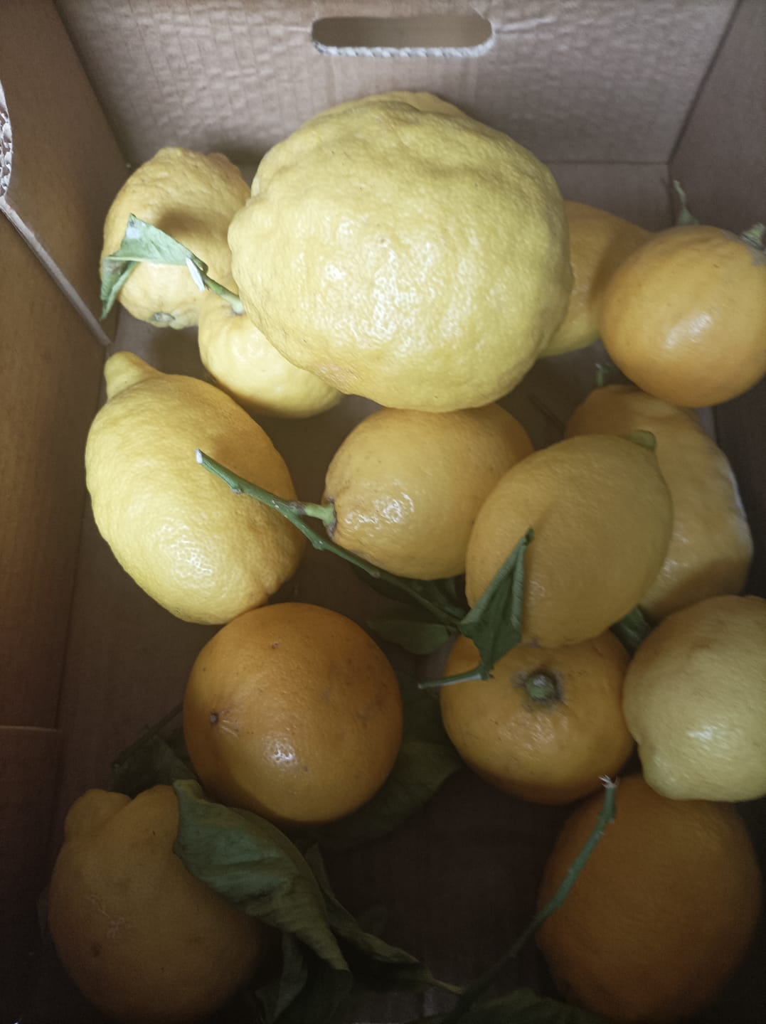 Customer photo review of Zitronen Bio Familie Bilardi Kalabrien 4kg Box Sparpreis %