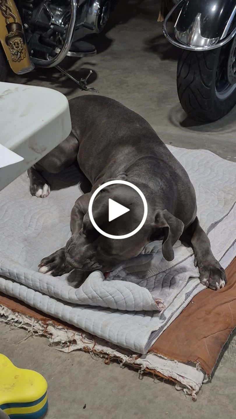 Customer video review of 6 Inch Jumbo Braided Bully Stick