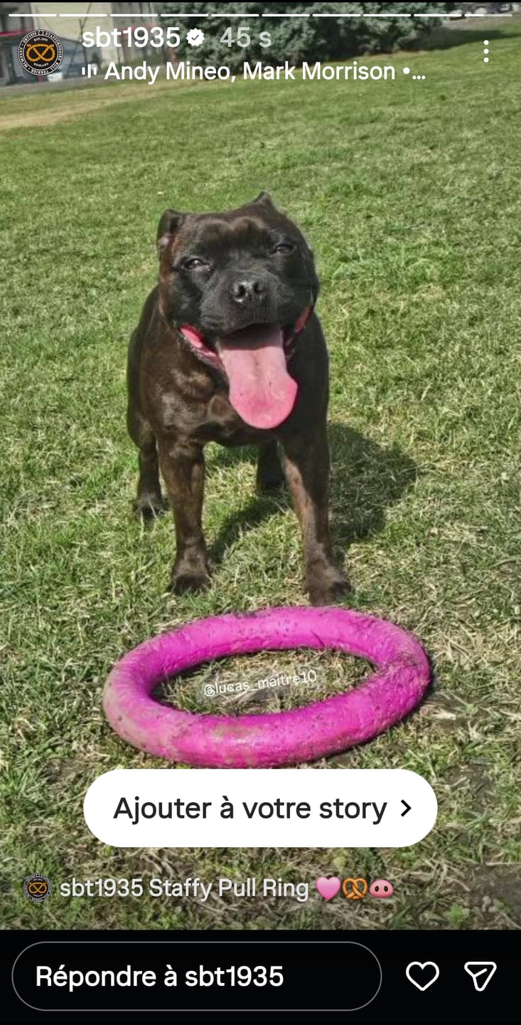 Customer photo review of Staffordshire Bull Terrier 1935® Pull Ring - Pink - 1pc