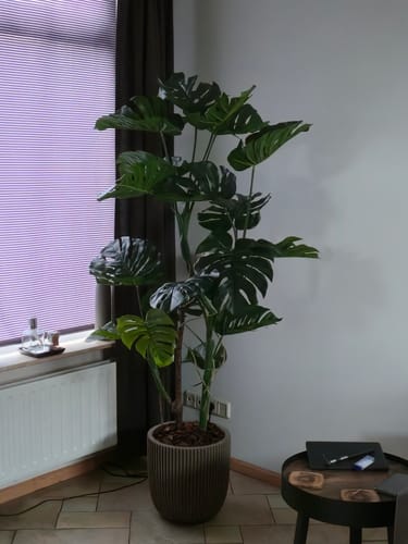 Customer photo review of Monstera Kunstplant 160cm