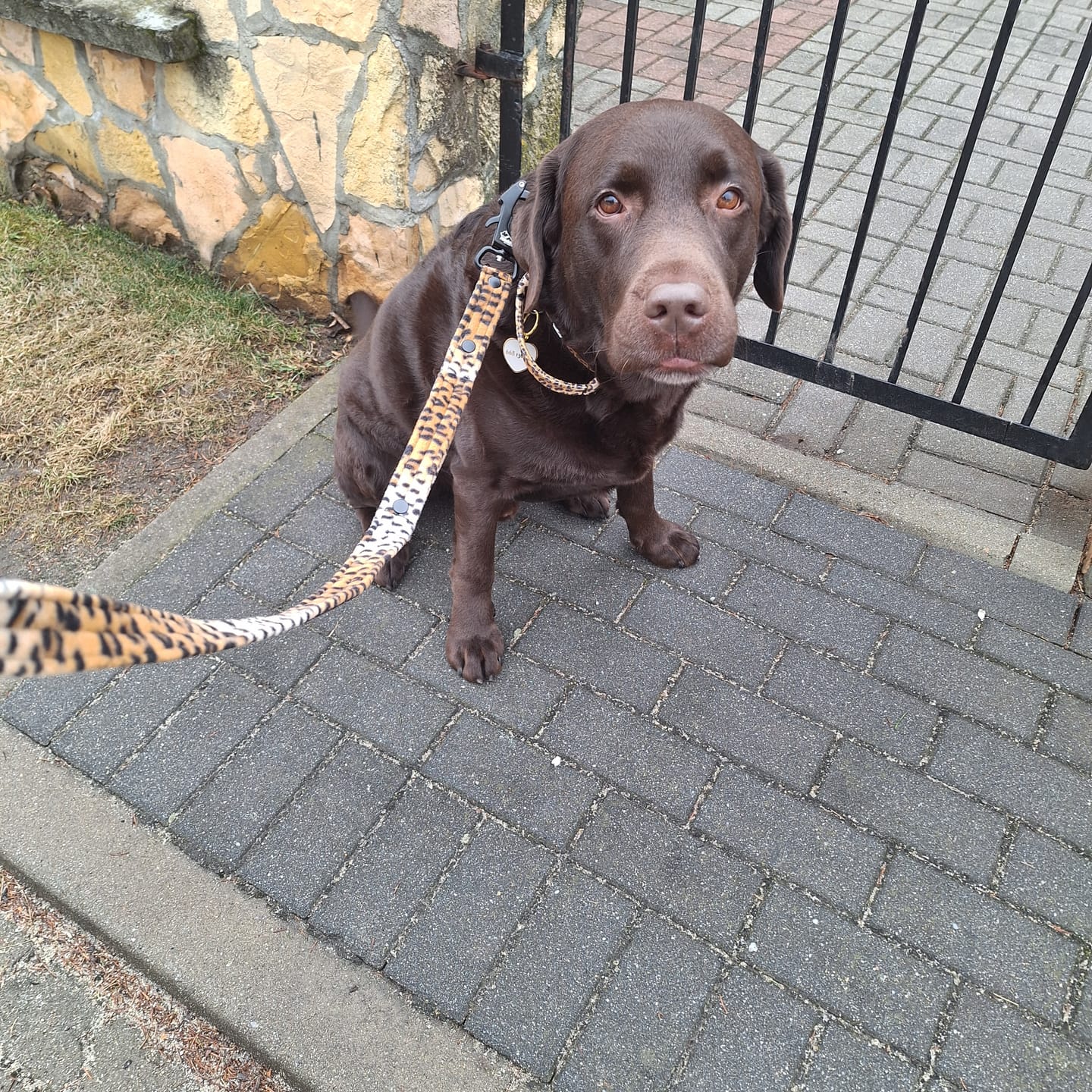 Customer photo review of Smycz nylonowa Walk Leash Leopard