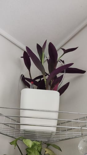 Customer photo review of Tradescantia pallida