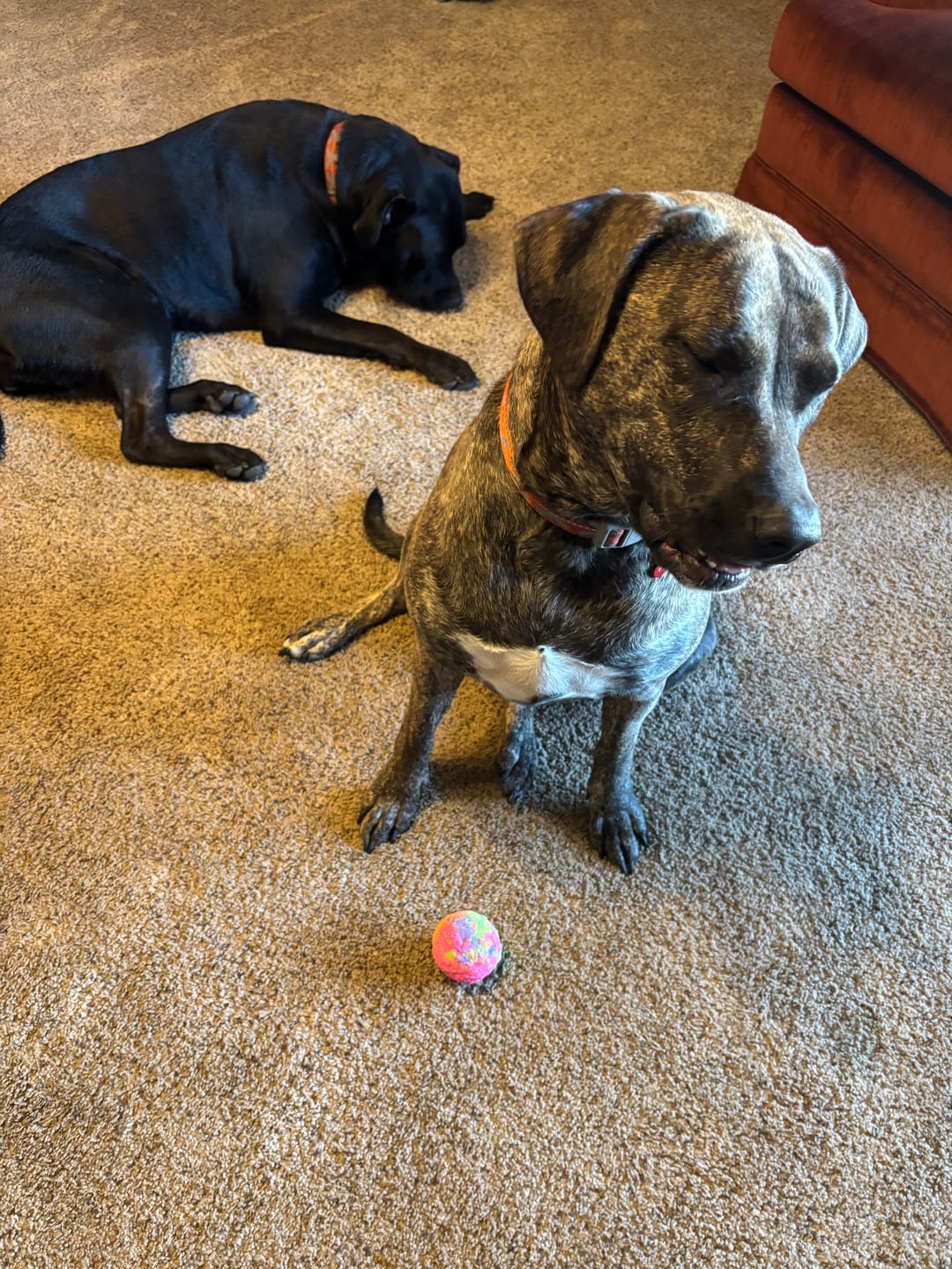 Customer photo review of WUNDERball - Best Fetch Toy