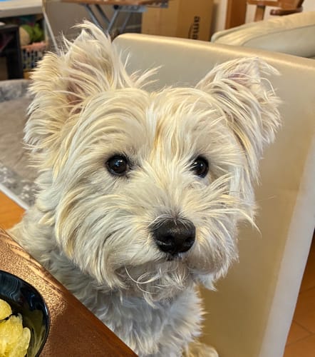 Customer photo review of FunFunPet 高機能ハーネス（お名前タグ作成サービス付き）