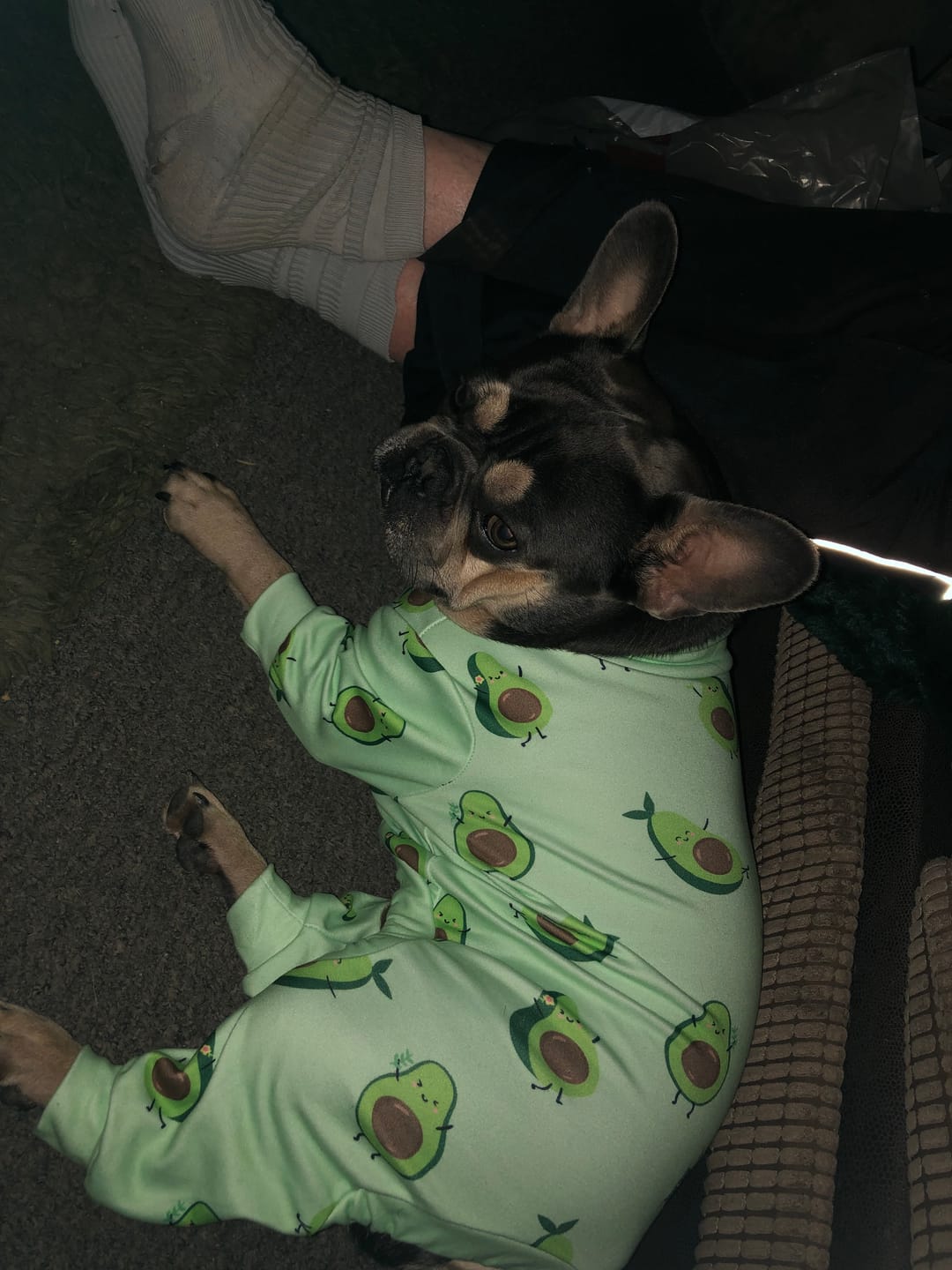 Customer photo review of Dog Pajama - Avocado