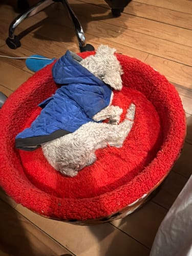 Customer photo review of CT9887 1 Pieza De Cama-Canasta Desmontable