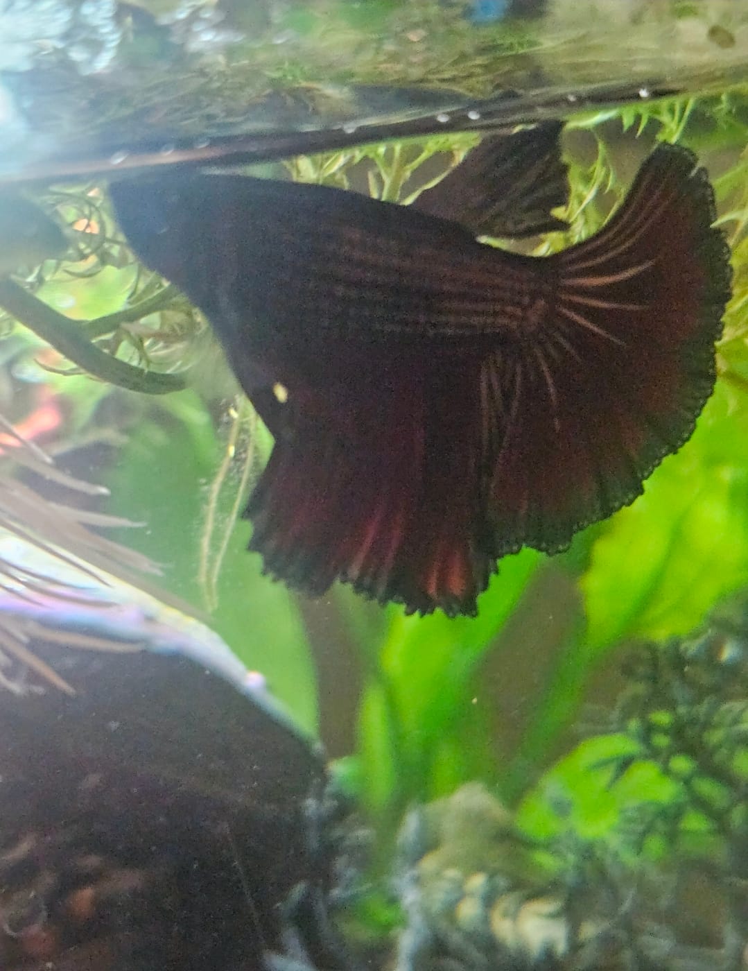 Customer photo review of Red Copper Halfmoon Male Betta Fish