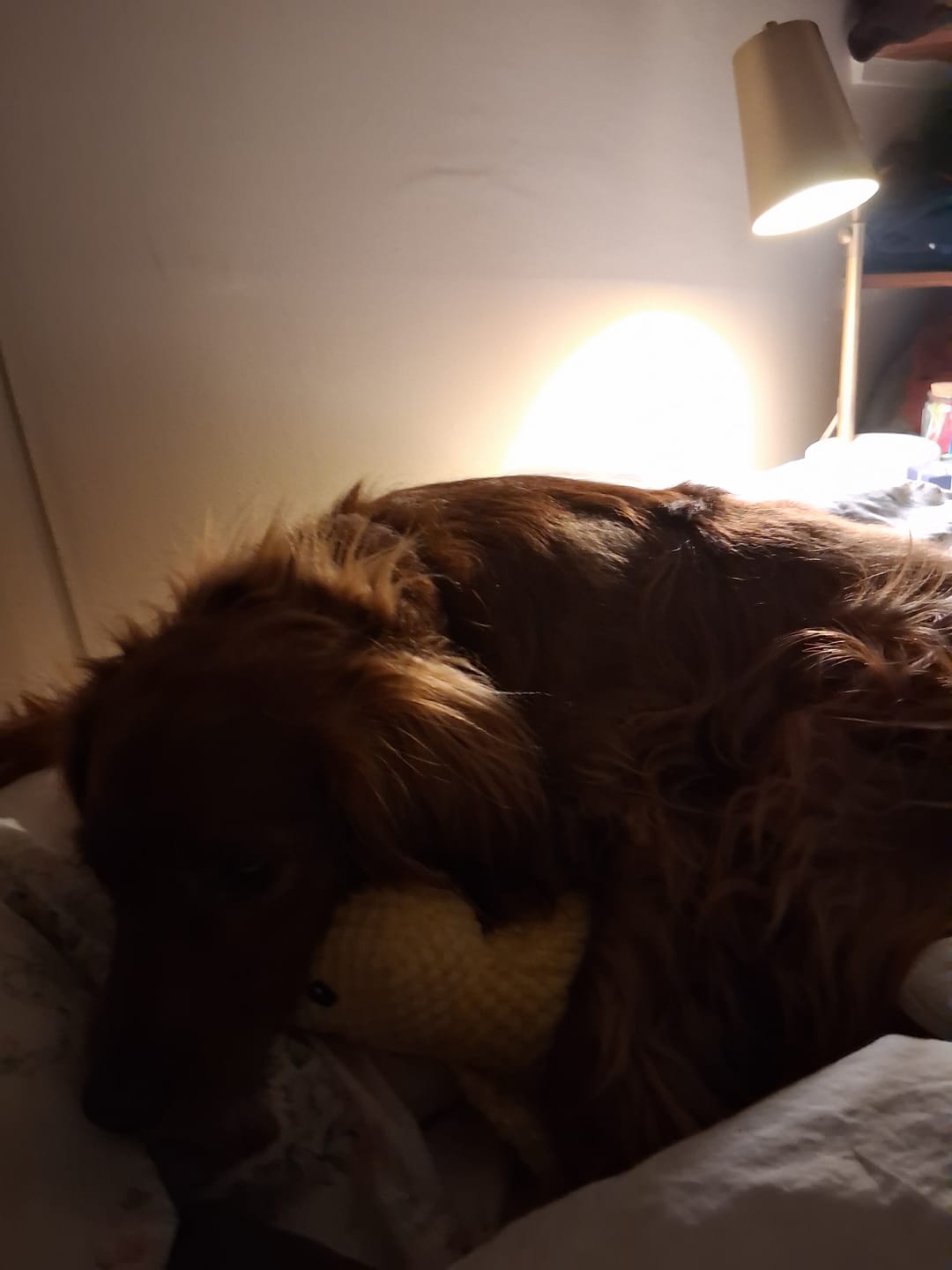 Customer photo review of [BEST SELLER] Calming Duck Dog Toy