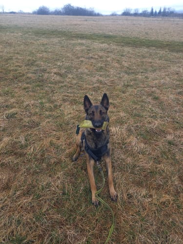 Customer photo review of Harnais tactique chien K9 - TactiK9 Pro : polyvalent et durable