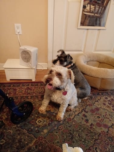 Nancy C.'s dogs