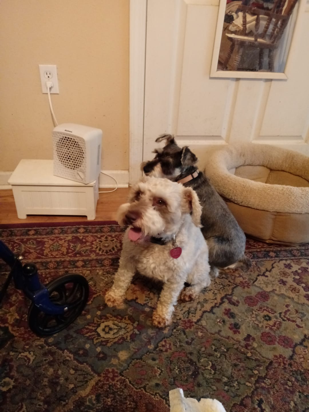 Customer photo review of Dental Pet Spray by Furaqua || Veterinarian Recommended 🏆