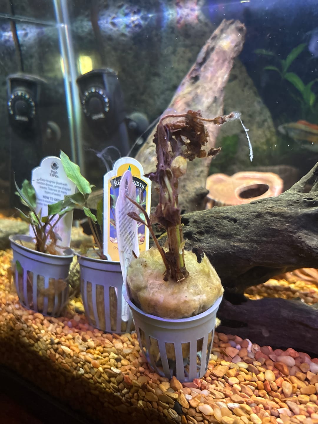 Customer photo review of Rotala Rotundifolia