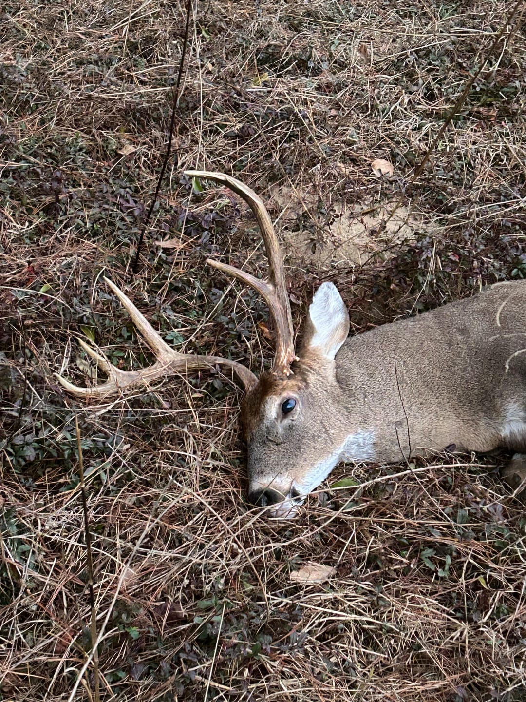Customer photo review of Vis360 See Through Ground Blind | 360° Camouflage Pop Up Hunting Blind for 2/3/4 Person | Portable Deer Blind with Orange Cover