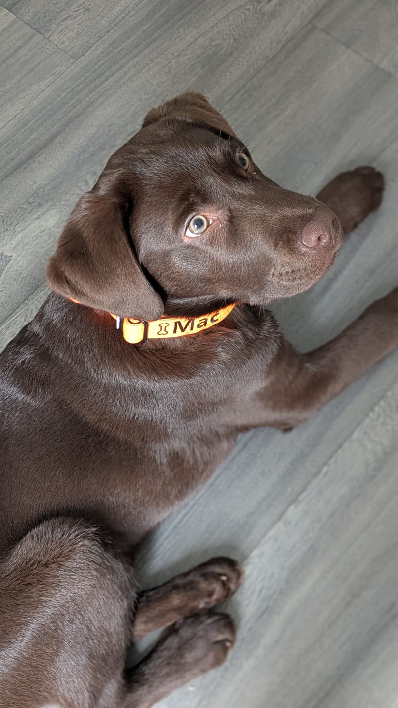 Customer photo review of 2.5cm Combat® Collar | With Handle & Rated Clip - Orange