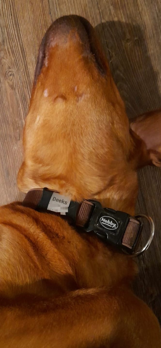 Customer photo review of Klapperfreie Hundemarke Silikonslider mit Edelstahl-Schild für Halsbänder inkl. GRATIS Gravur