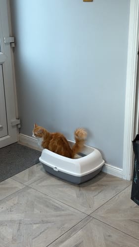 Customer photo review of 3 Month Supply - 1 Cat