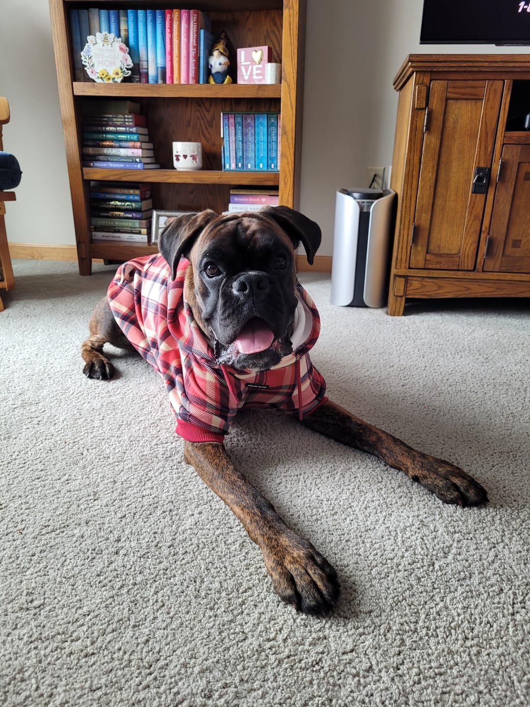 Customer photo review of Red Plaid Dog Hoodie