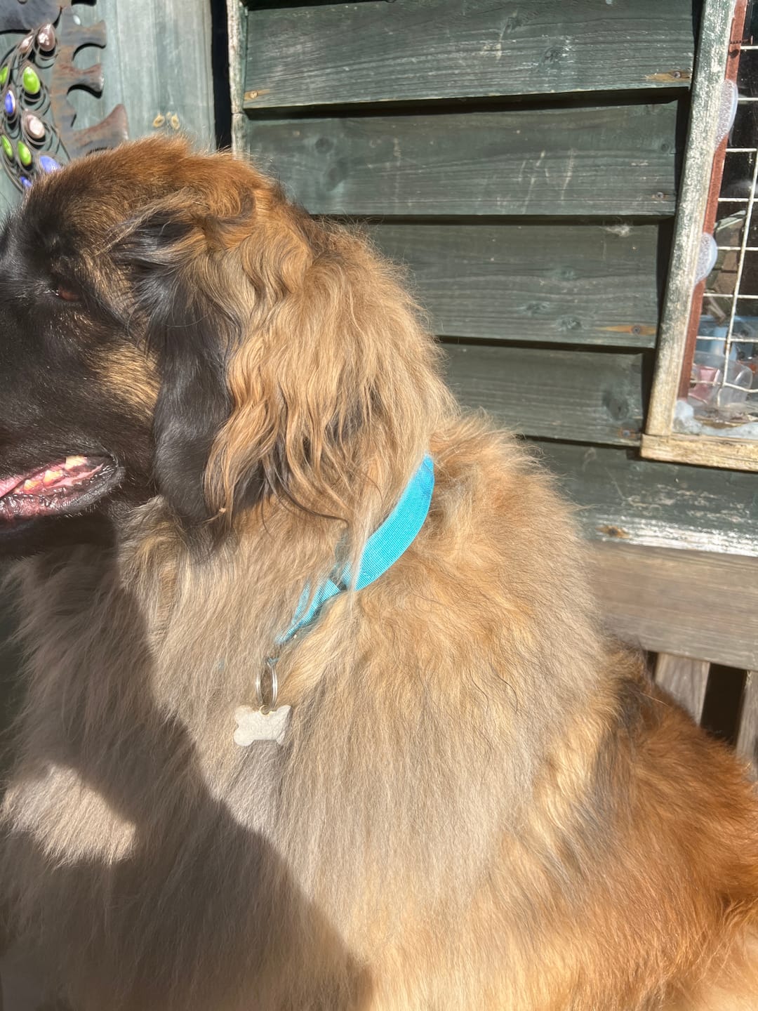 Customer photo review of 5cm Combat® Collar | With Handle & Secure Clip - Light Blue