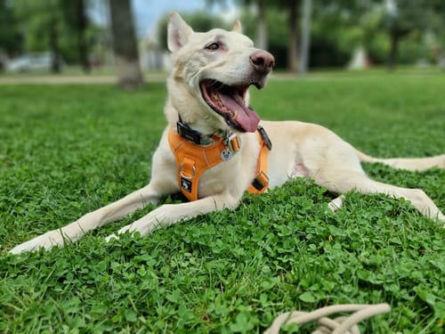 Customer photo review of Arnés Aerosport para Perros - Street Dogs - Orange