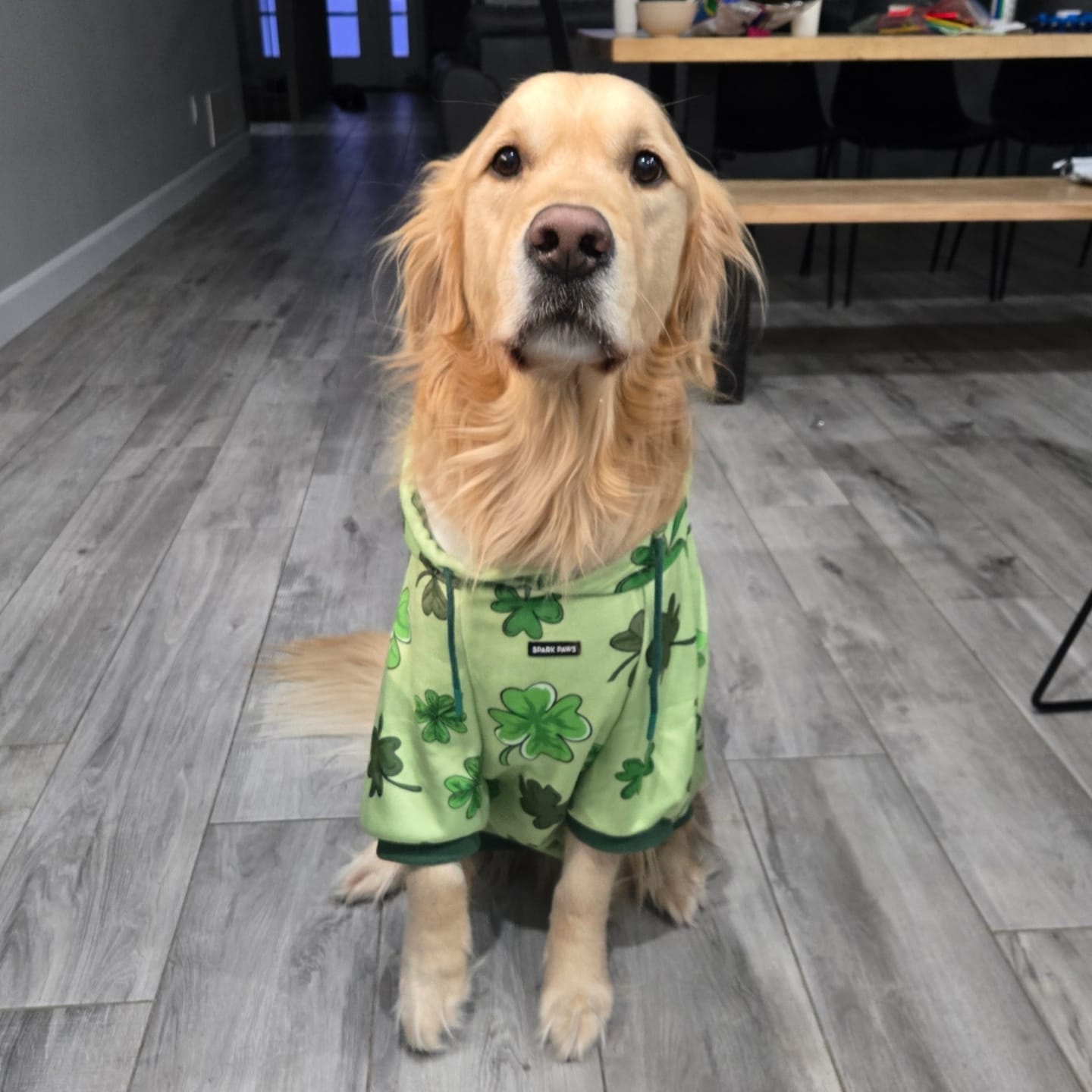 Customer photo review of St. Paddy's Dog Hoodie - Light Green (Limited Edition)
