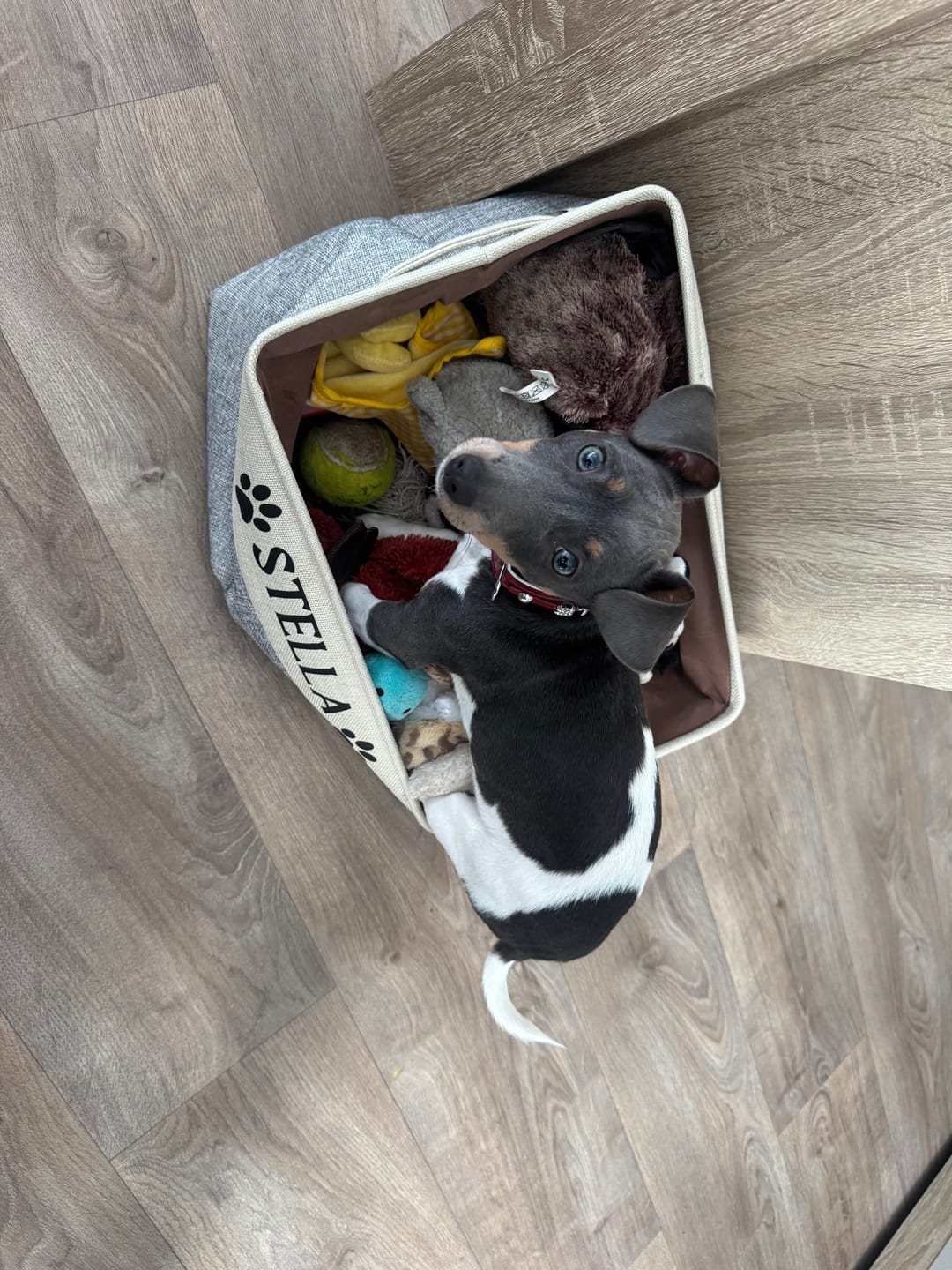 Customer photo review of Tidybox - Gepersonaliseerde Opbergbox Hondenspeelgoed