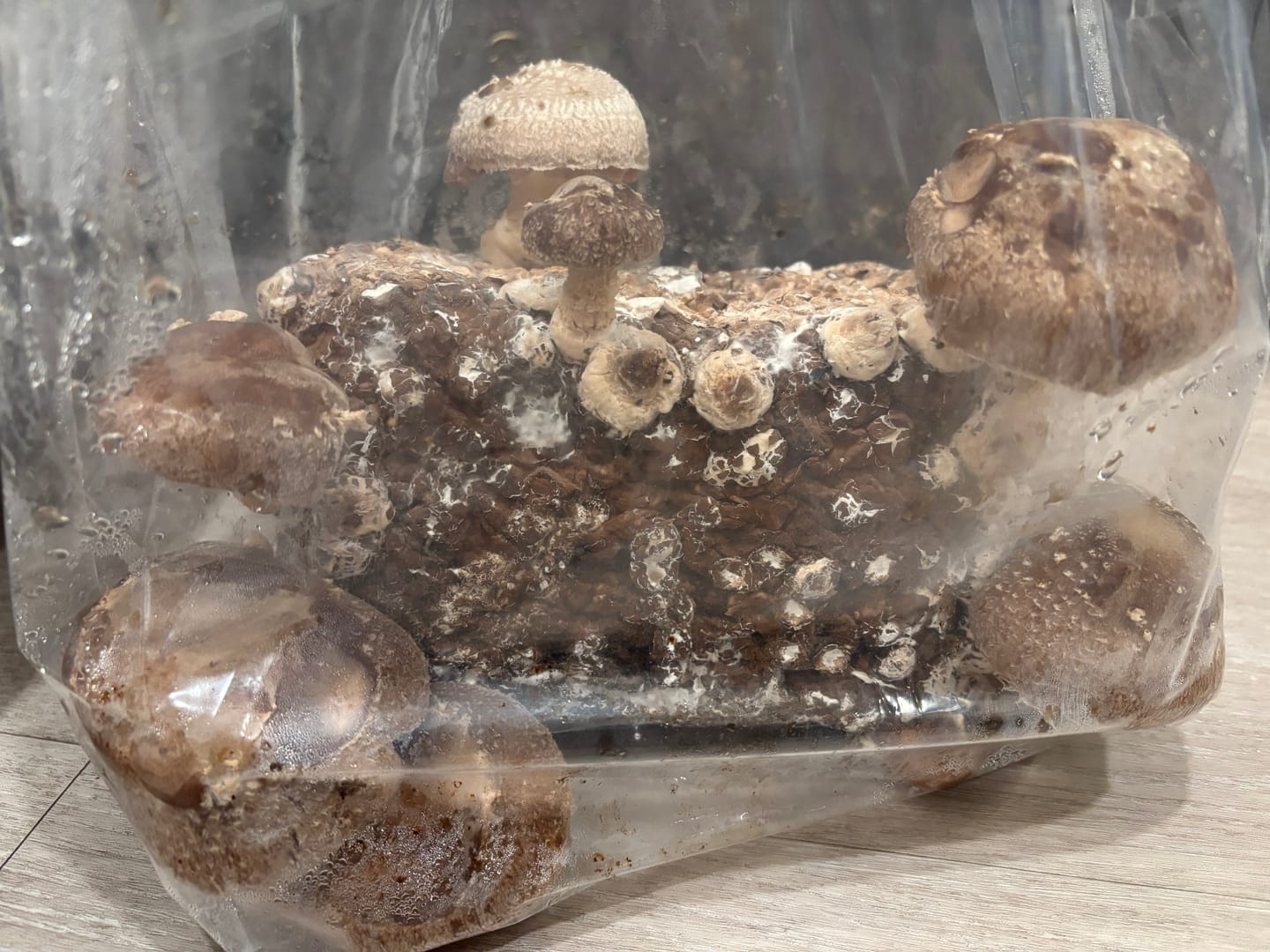 Customer photo review of Shiitake Mushroom Mini-Farm Grow Kit