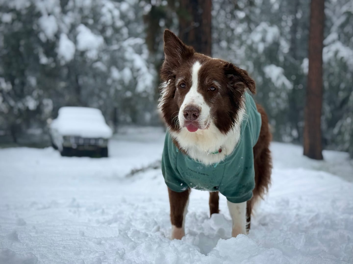 Customer photo review of Essential Dog Hoodie - Teal