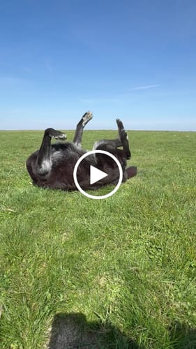 Customer video review of Relax Time