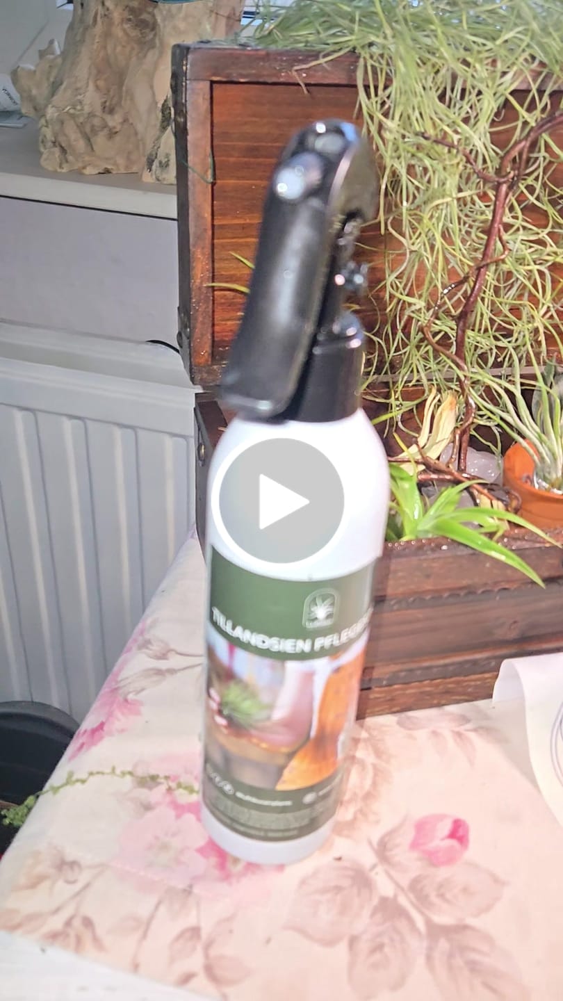 Customer video review of Tillandsia usneoides - Lousianamoos