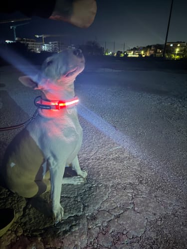 Customer photo review of 4cm Light Up LED Combat® Collar | Handle - Pink