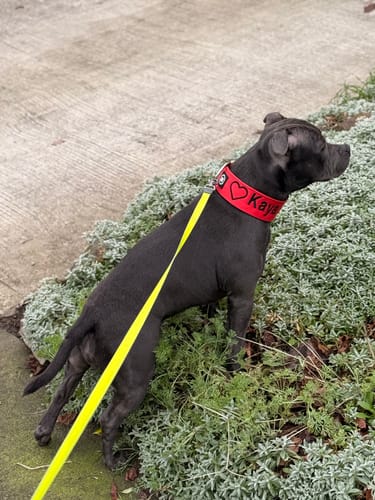 Customer photo review of 5cm Combat® Collar | NO Handle & Secure Clip - Red