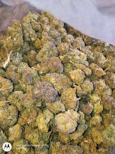 Customer photo review of THCA Flower Budget Buds