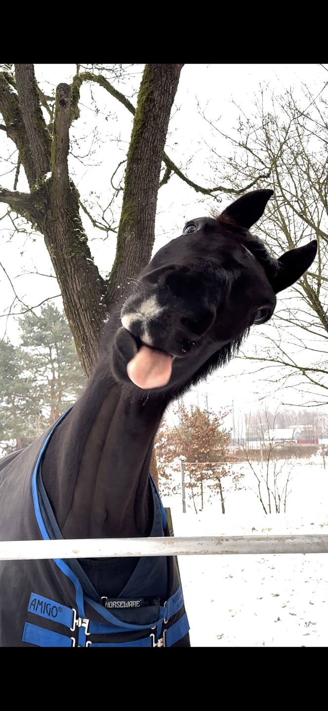 Customer photo review of Kristallkraft Brave Horse