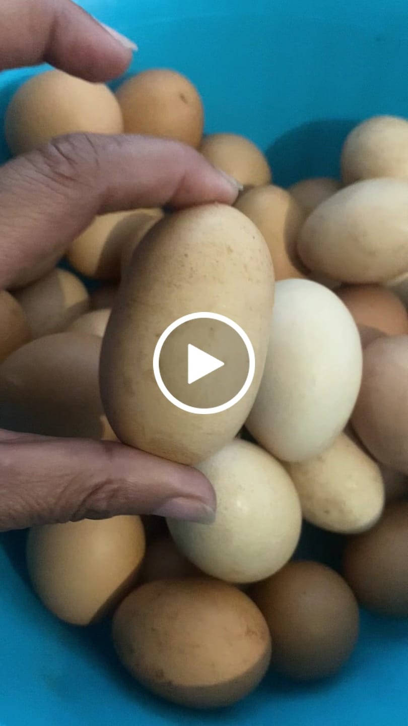 Customer video review of Avi Layer & Breeder (Fertility, Egg Quality & Skeletal Support for All Birds)