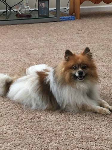 Customer's fluffy brown and white dog lying on a carpet, mentioned in their review for Petsmont Buddy Guard supplement.