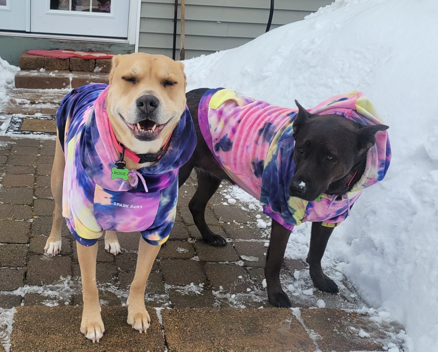 Customer photo review of Velvet Dog Hoodie - Berry Lemonade