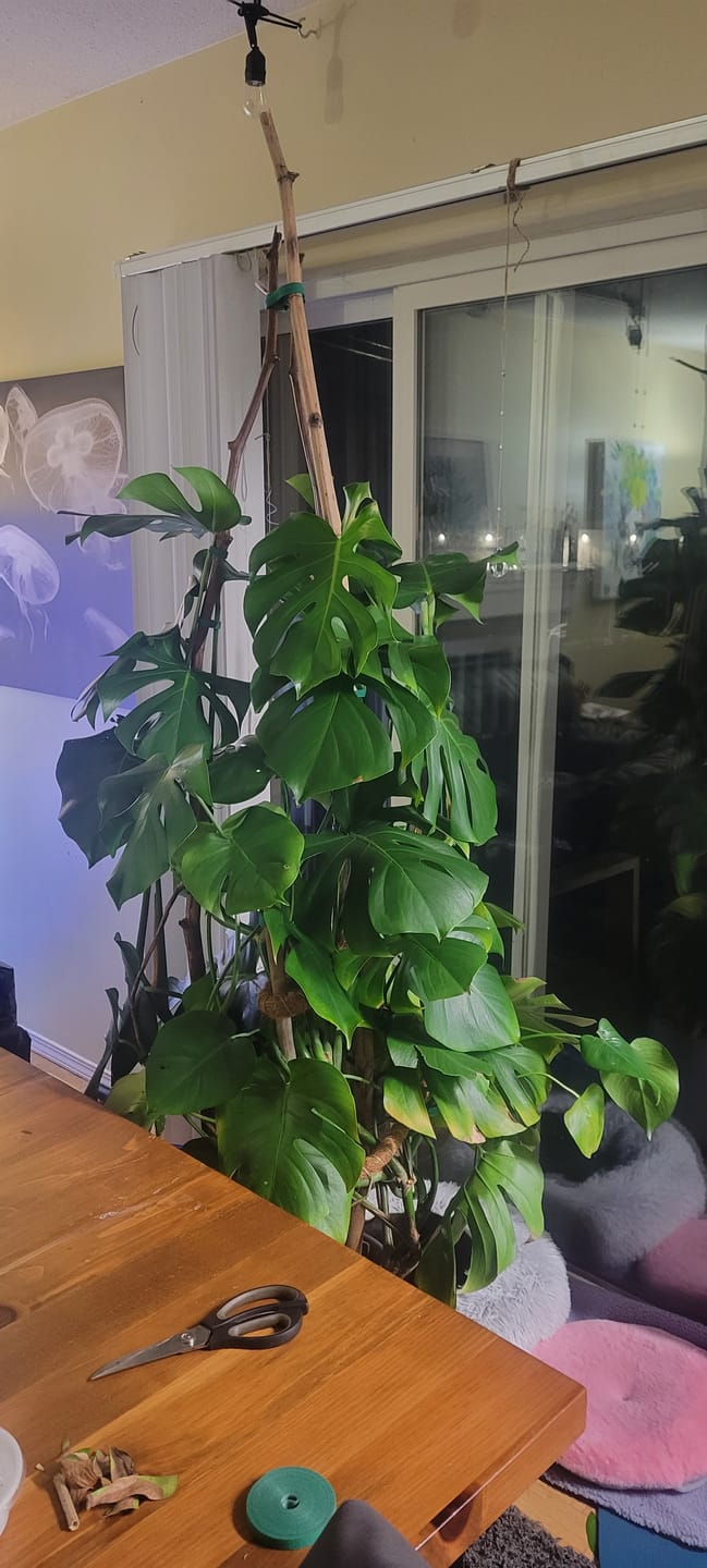 Customer photo review of Kelpy Food for Plants