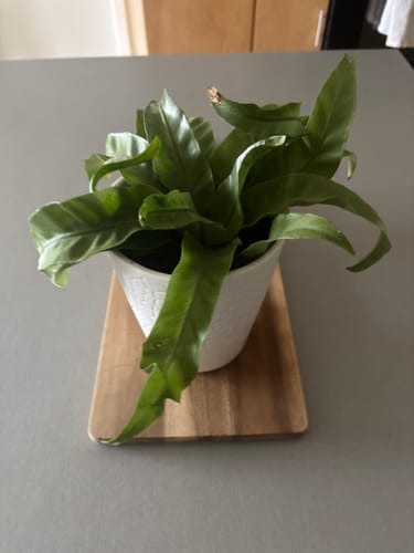 Customer's healthy green plant in a white pot on a counter after using Fungus Gnat Death Drops.