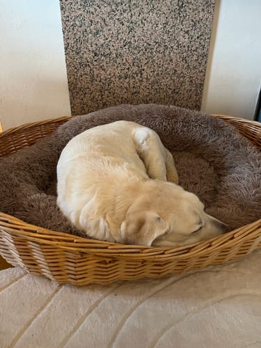 Customer photo review of Hundebett - Katzenbett rund Wuscheldonut