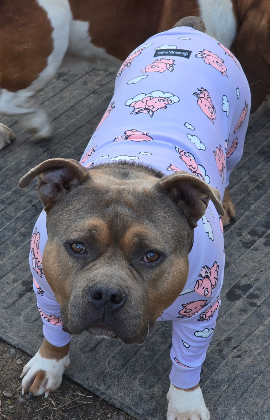 Customer photo review of Dog Pajama Prints