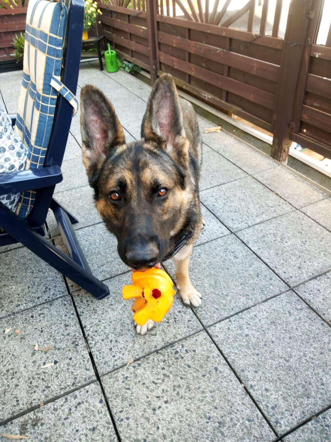 Customer photo review of 15% CBD Tropfen für Hunde und Pferde