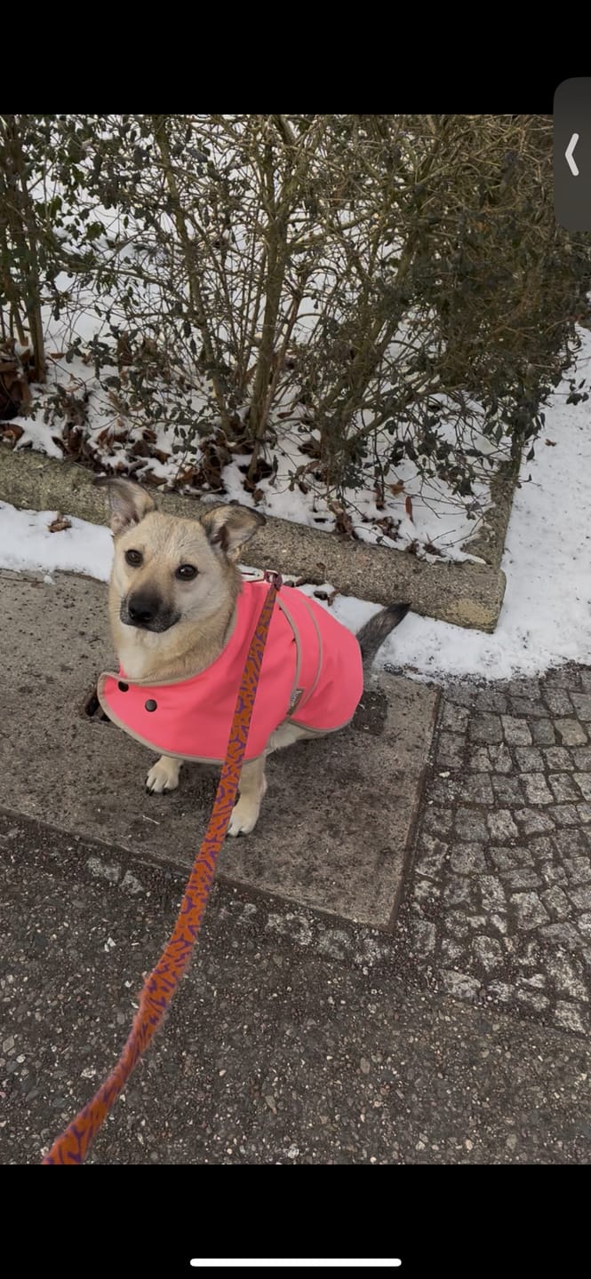 Customer photo review of THE GLOW RAINCOAT mini-fit – Hundemantel für kleine Hunderassen und Dackel in Neonpink
