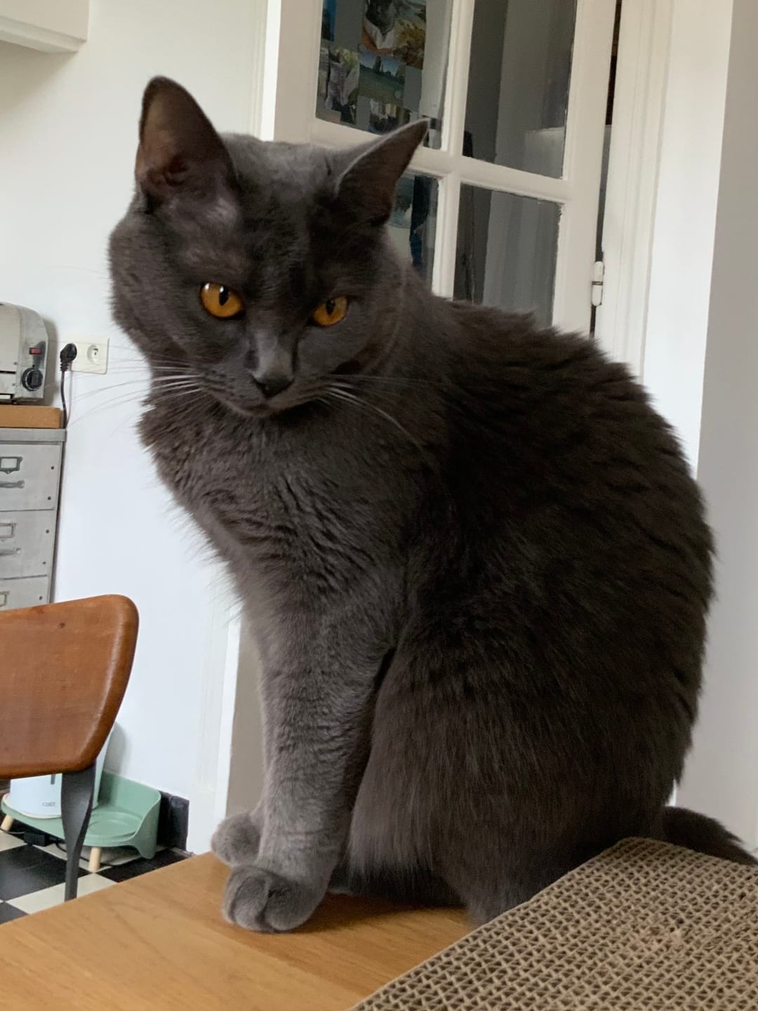 Customer photo review of Pâtée Volaille & Légumes (x16) - Chat