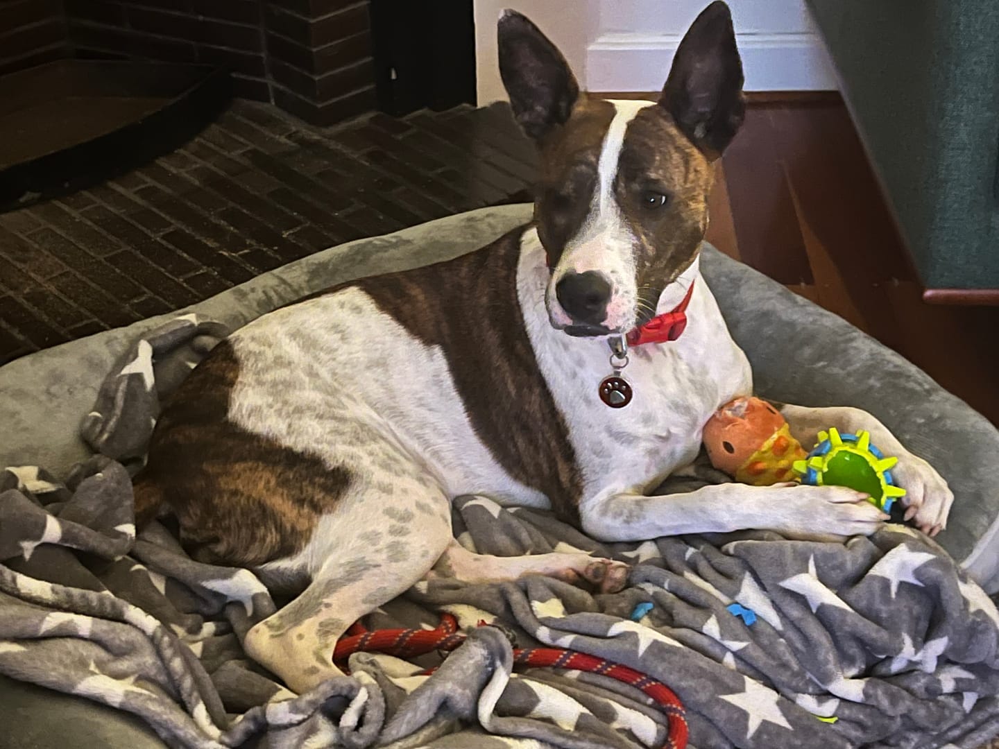 Customer photo review of Memory Foam Pet Sofa Bed
