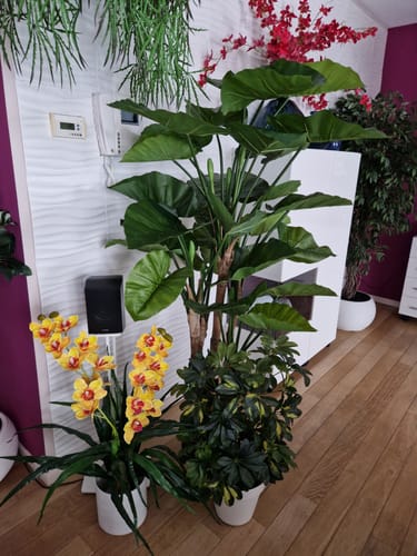 Customer photo review of Alocasia Kunstplant 165cm